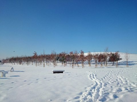 埼玉　大雪　ランクル